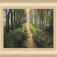 Enjoy The Beauty On Your Broken Path, Forest Walkway