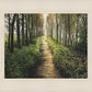 Enjoy The Beauty On Your Broken Path, Forest Walkway