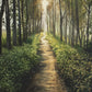Enjoy The Beauty On Your Broken Path, Forest Walkway