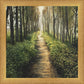 Enjoy The Beauty On Your Broken Path, Forest Walkway