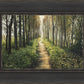 Enjoy The Beauty On Your Broken Path, Forest Walkway