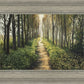 Enjoy The Beauty On Your Broken Path, Forest Walkway