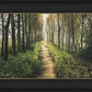 Enjoy The Beauty On Your Broken Path, Forest Walkway
