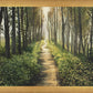 Enjoy The Beauty On Your Broken Path, Forest Walkway