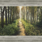 Enjoy The Beauty On Your Broken Path, Forest Walkway