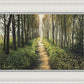 Enjoy The Beauty On Your Broken Path, Forest Walkway