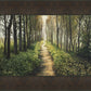 Enjoy The Beauty On Your Broken Path, Forest Walkway