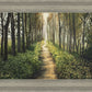 Enjoy The Beauty On Your Broken Path, Forest Walkway