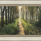 Enjoy The Beauty On Your Broken Path, Forest Walkway