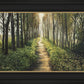 Enjoy The Beauty On Your Broken Path, Forest Walkway