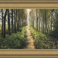 Enjoy The Beauty On Your Broken Path, Forest Walkway