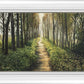 Enjoy The Beauty On Your Broken Path, Forest Walkway