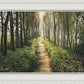 Enjoy The Beauty On Your Broken Path, Forest Walkway
