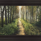 Enjoy The Beauty On Your Broken Path, Forest Walkway