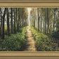 Enjoy The Beauty On Your Broken Path, Forest Walkway