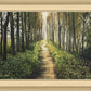 Enjoy The Beauty On Your Broken Path, Forest Walkway