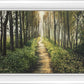 Enjoy The Beauty On Your Broken Path, Forest Walkway