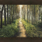 Enjoy The Beauty On Your Broken Path, Forest Walkway