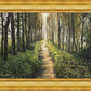 Enjoy The Beauty On Your Broken Path, Forest Walkway