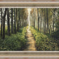Enjoy The Beauty On Your Broken Path, Forest Walkway