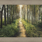 Enjoy The Beauty On Your Broken Path, Forest Walkway
