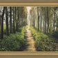 Enjoy The Beauty On Your Broken Path, Forest Walkway