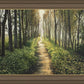 Enjoy The Beauty On Your Broken Path, Forest Walkway