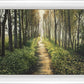 Enjoy The Beauty On Your Broken Path, Forest Walkway