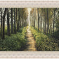 Enjoy The Beauty On Your Broken Path, Forest Walkway