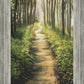 Enjoy The Beauty On Your Broken Path, Forest Walkway