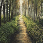Enjoy The Beauty On Your Broken Path, Forest Walkway