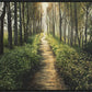 Enjoy The Beauty On Your Broken Path, Forest Walkway