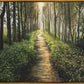 Enjoy The Beauty On Your Broken Path, Forest Walkway