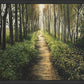 Enjoy The Beauty On Your Broken Path, Forest Walkway