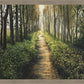 Enjoy The Beauty On Your Broken Path, Forest Walkway