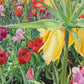 Carousel Tulips