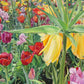 Carousel Tulips