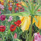 Carousel Tulips
