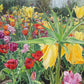 Carousel Tulips