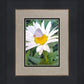 The Daisy and The Butterfly