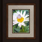 The Daisy and The Butterfly
