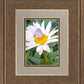 The Daisy and The Butterfly