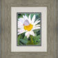 The Daisy and The Butterfly