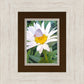 The Daisy and The Butterfly