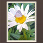 The Daisy and The Butterfly