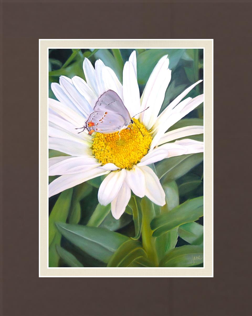 The Daisy and The Butterfly
