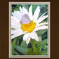The Daisy and The Butterfly