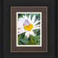 The Daisy and The Butterfly