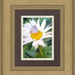 The Daisy and The Butterfly