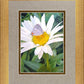 The Daisy and The Butterfly
